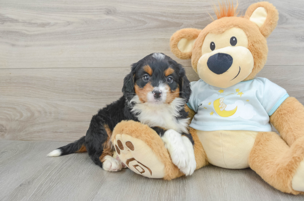 6 week old Mini Bernedoodle Puppy For Sale - Simply Southern Pups