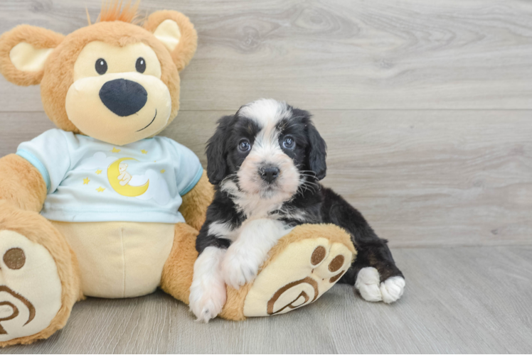 Mini Bernedoodle Pup Being Cute
