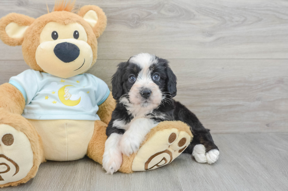 8 week old Mini Bernedoodle Puppy For Sale - Simply Southern Pups