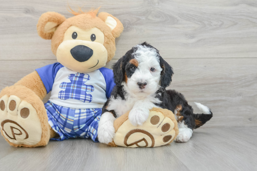 5 week old Mini Bernedoodle Puppy For Sale - Simply Southern Pups