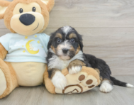 7 week old Mini Bernedoodle Puppy For Sale - Simply Southern Pups