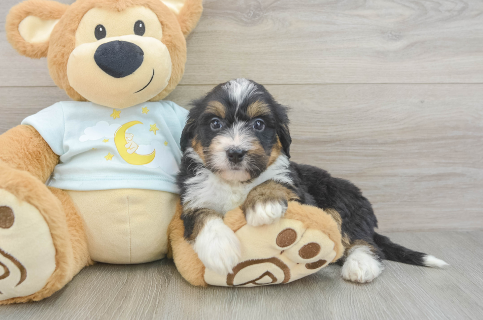 6 week old Mini Bernedoodle Puppy For Sale - Simply Southern Pups
