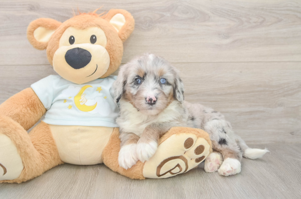 6 week old Mini Bernedoodle Puppy For Sale - Simply Southern Pups