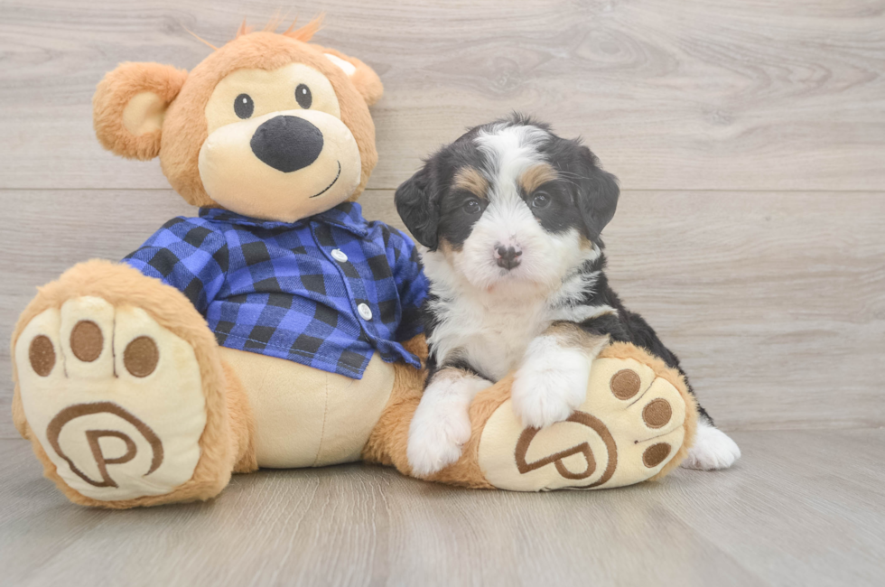 5 week old Mini Bernedoodle Puppy For Sale - Simply Southern Pups