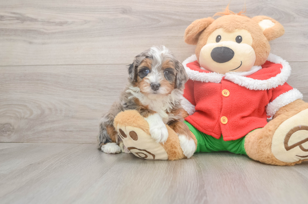 5 week old Mini Bernedoodle Puppy For Sale - Simply Southern Pups