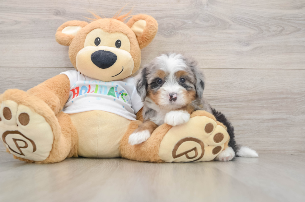 5 week old Mini Bernedoodle Puppy For Sale - Simply Southern Pups
