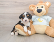 6 week old Mini Bernedoodle Puppy For Sale - Simply Southern Pups