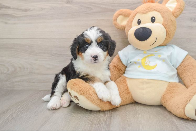 Mini Bernedoodle Puppy for Adoption
