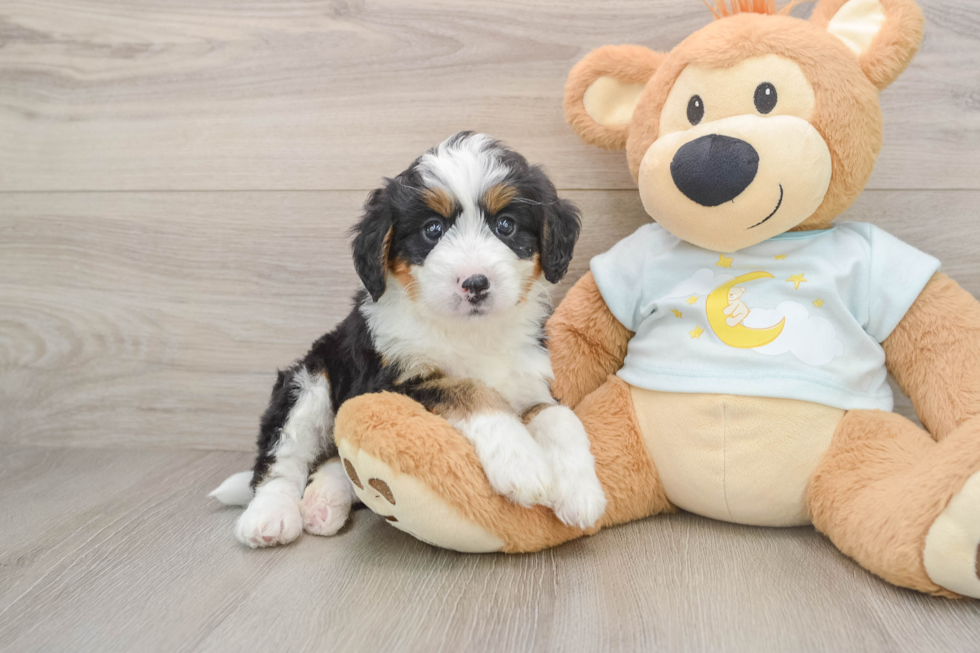 Mini Bernedoodle Puppy for Adoption