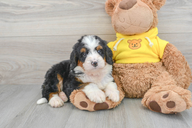 Playful Bernadoodle Poodle Mix Puppy