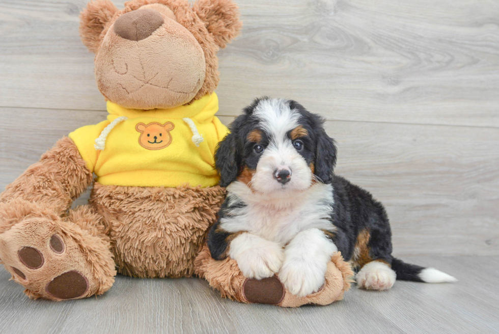 Playful Mini Berniedoodle Poodle Mix Puppy