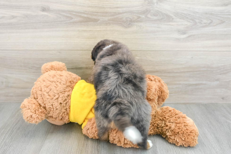 Mini Bernedoodle Puppy for Adoption