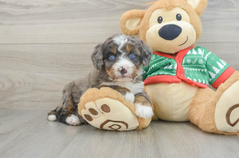 5 week old Mini Bernedoodle Puppy For Sale - Simply Southern Pups