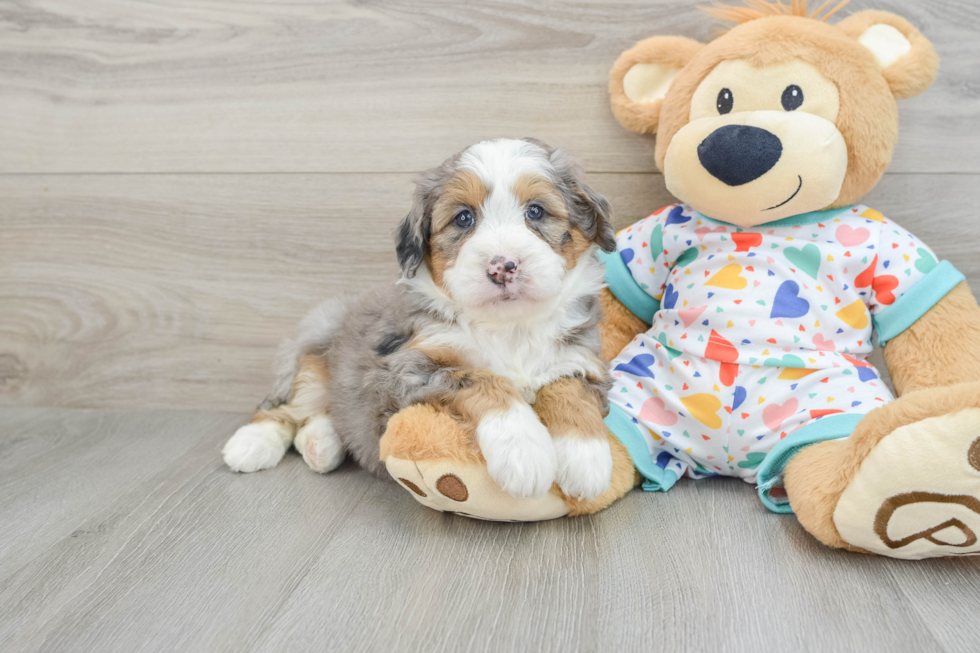 Best Mini Bernedoodle Baby