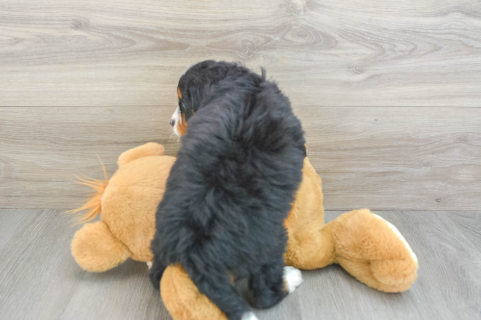 Mini Bernedoodle Puppy for Adoption