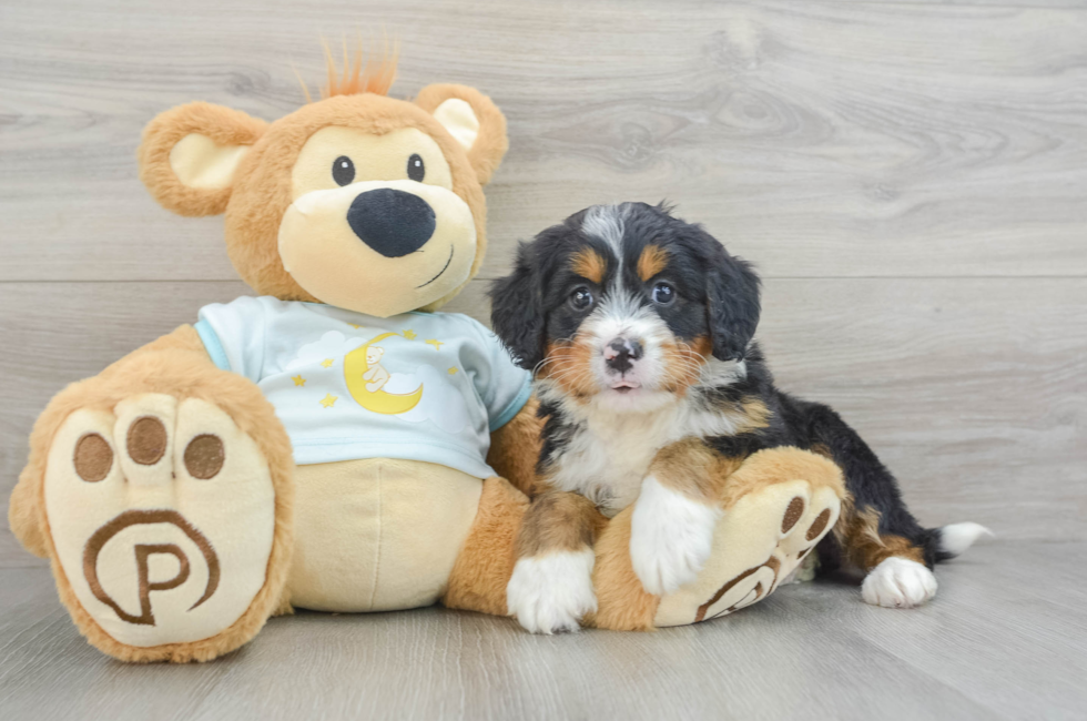 6 week old Mini Bernedoodle Puppy For Sale - Simply Southern Pups