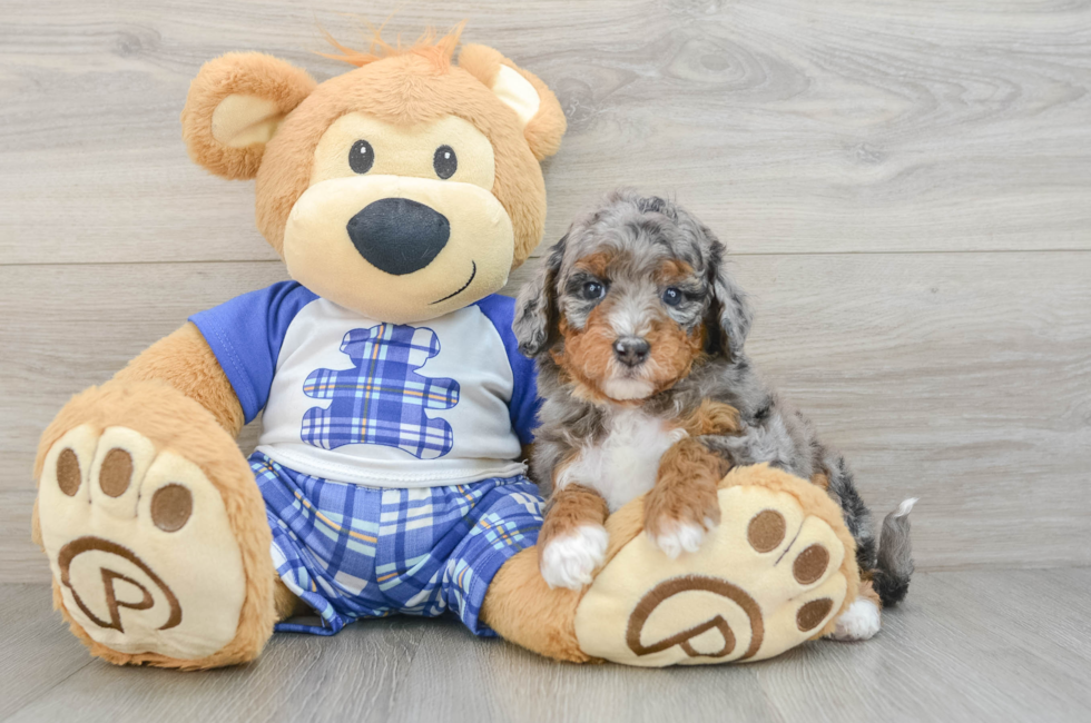 5 week old Mini Bernedoodle Puppy For Sale - Simply Southern Pups