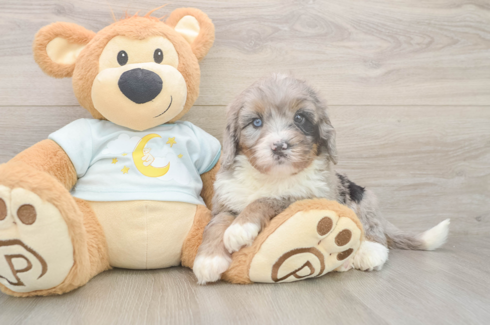 6 week old Mini Bernedoodle Puppy For Sale - Simply Southern Pups