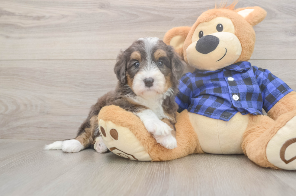 5 week old Mini Bernedoodle Puppy For Sale - Simply Southern Pups