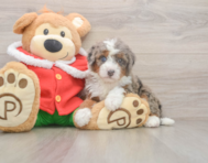 5 week old Mini Bernedoodle Puppy For Sale - Simply Southern Pups
