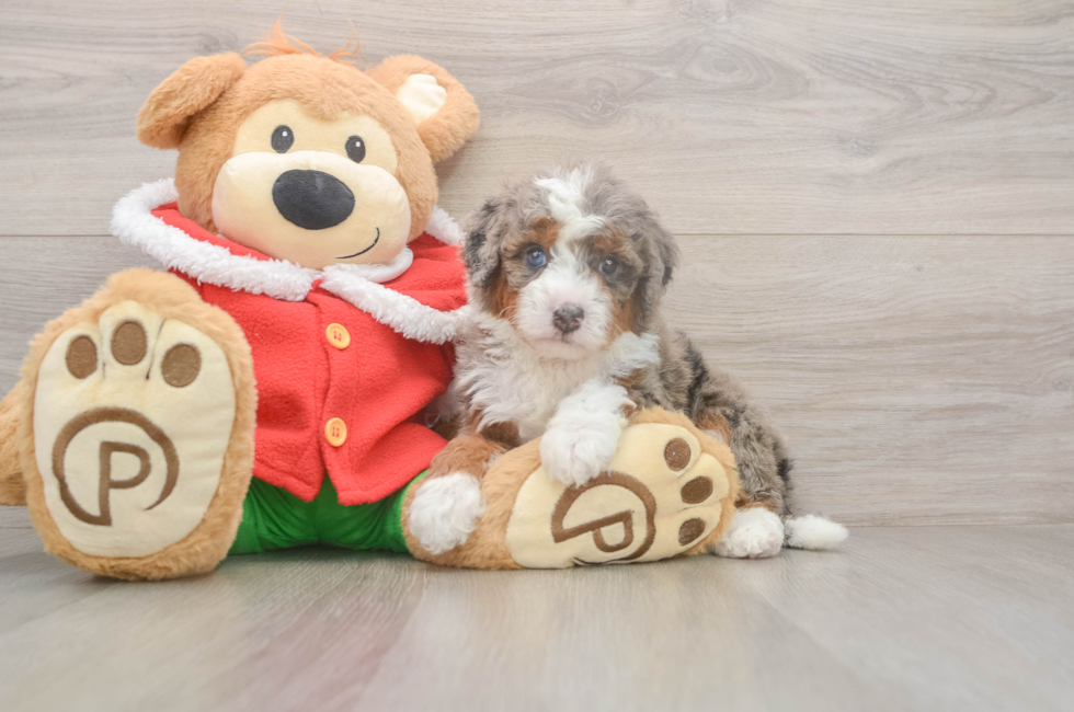 5 week old Mini Bernedoodle Puppy For Sale - Simply Southern Pups