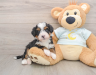 5 week old Mini Bernedoodle Puppy For Sale - Simply Southern Pups