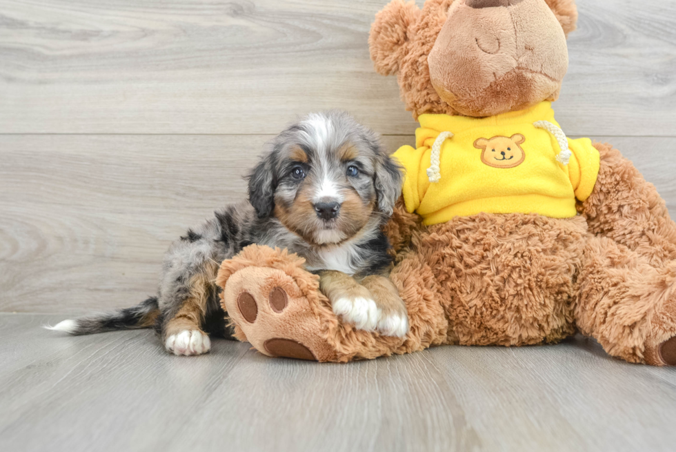 Best Mini Bernedoodle Baby