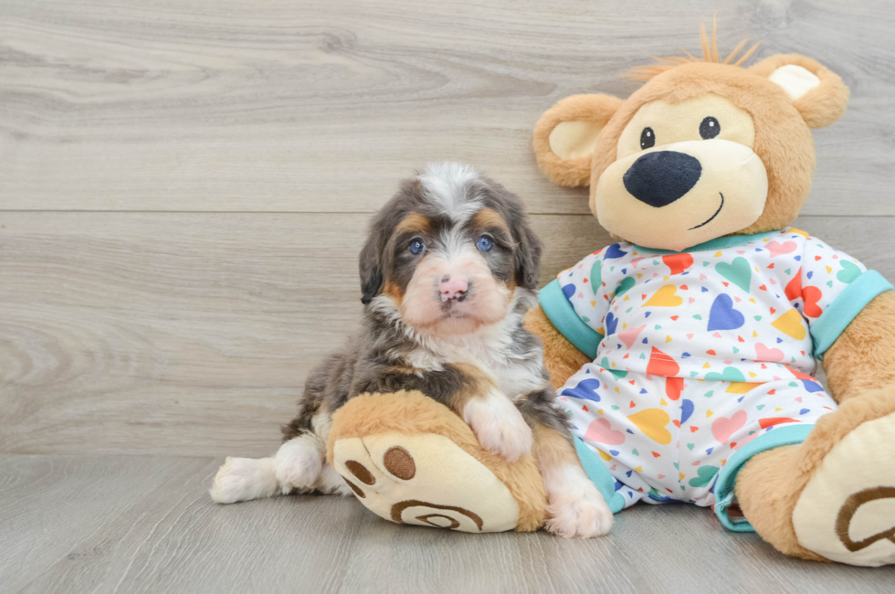 6 week old Mini Bernedoodle Puppy For Sale - Simply Southern Pups