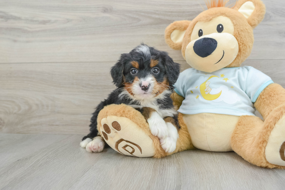 Happy Mini Bernedoodle Baby