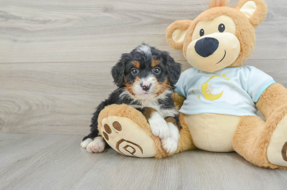 6 week old Mini Bernedoodle Puppy For Sale - Simply Southern Pups