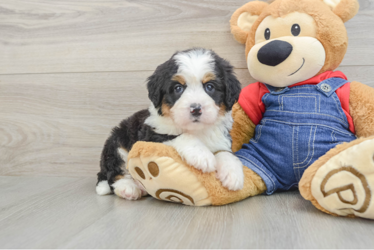 Best Mini Bernedoodle Baby