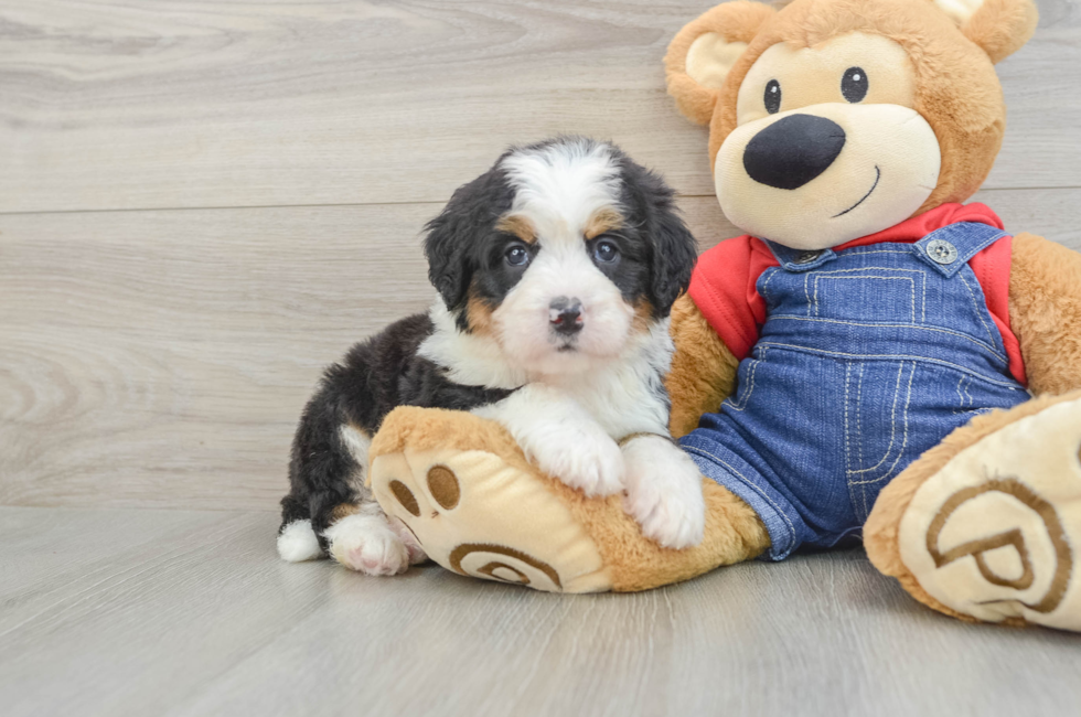 5 week old Mini Bernedoodle Puppy For Sale - Simply Southern Pups