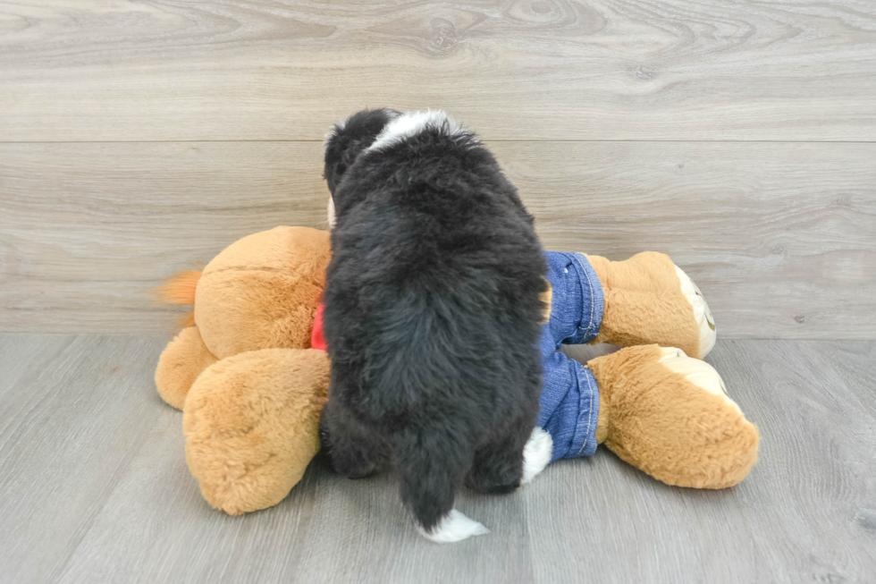 Funny Mini Bernedoodle Poodle Mix Pup