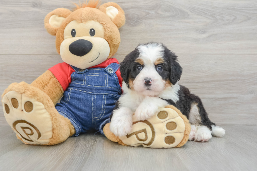 Best Mini Bernedoodle Baby