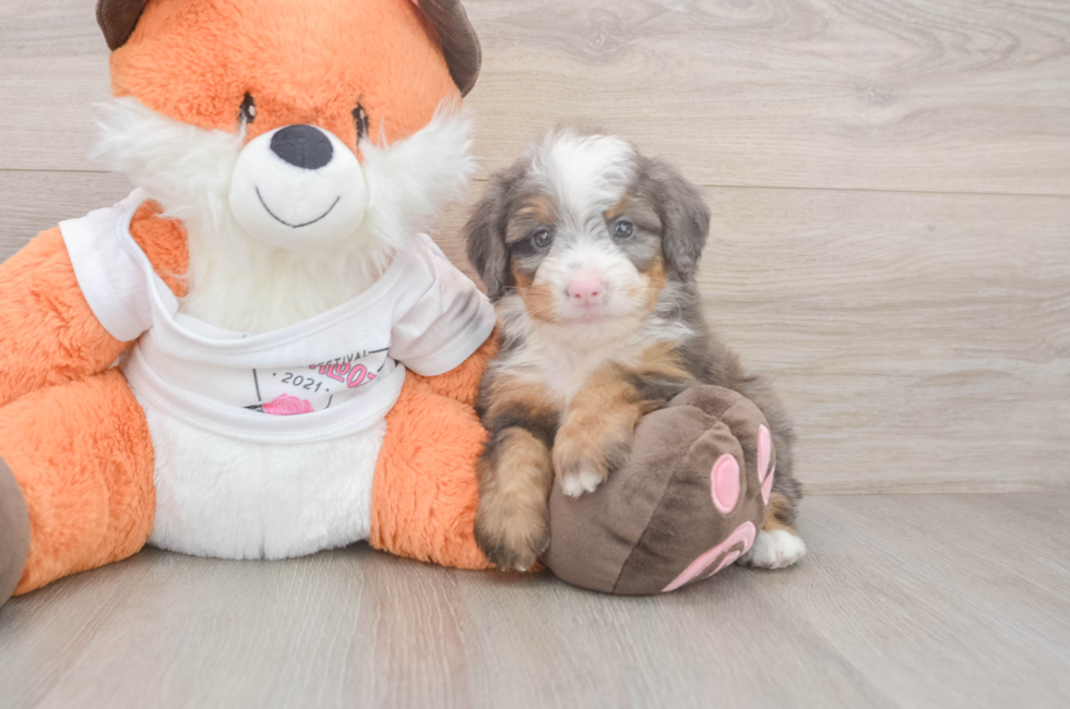 6 week old Mini Bernedoodle Puppy For Sale - Simply Southern Pups