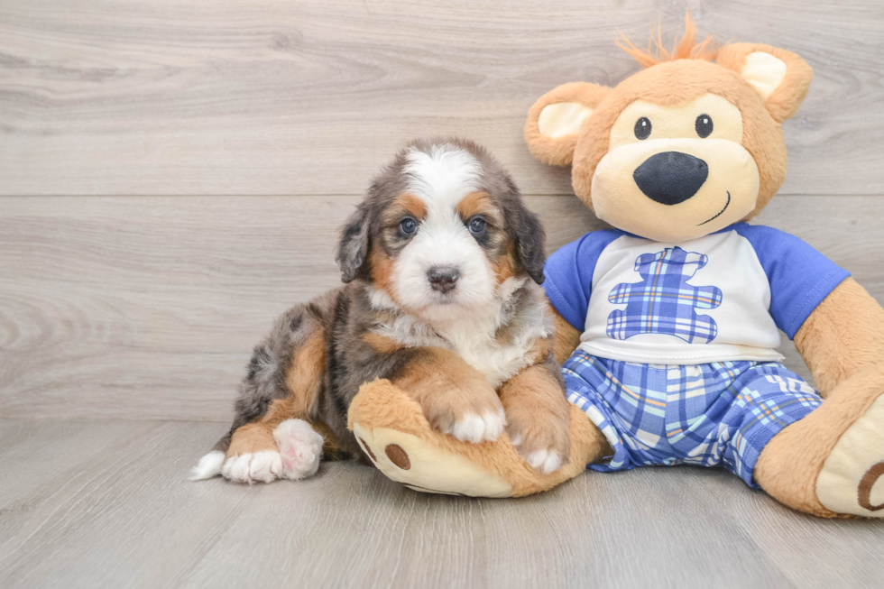 Mini Bernedoodle Pup Being Cute