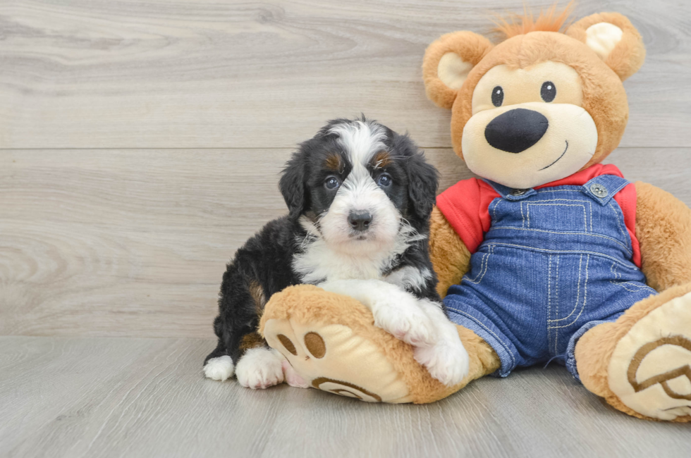 5 week old Mini Bernedoodle Puppy For Sale - Simply Southern Pups