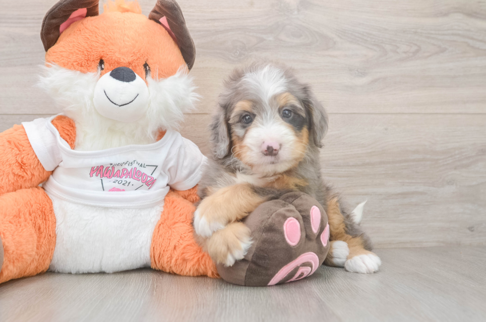 6 week old Mini Bernedoodle Puppy For Sale - Simply Southern Pups
