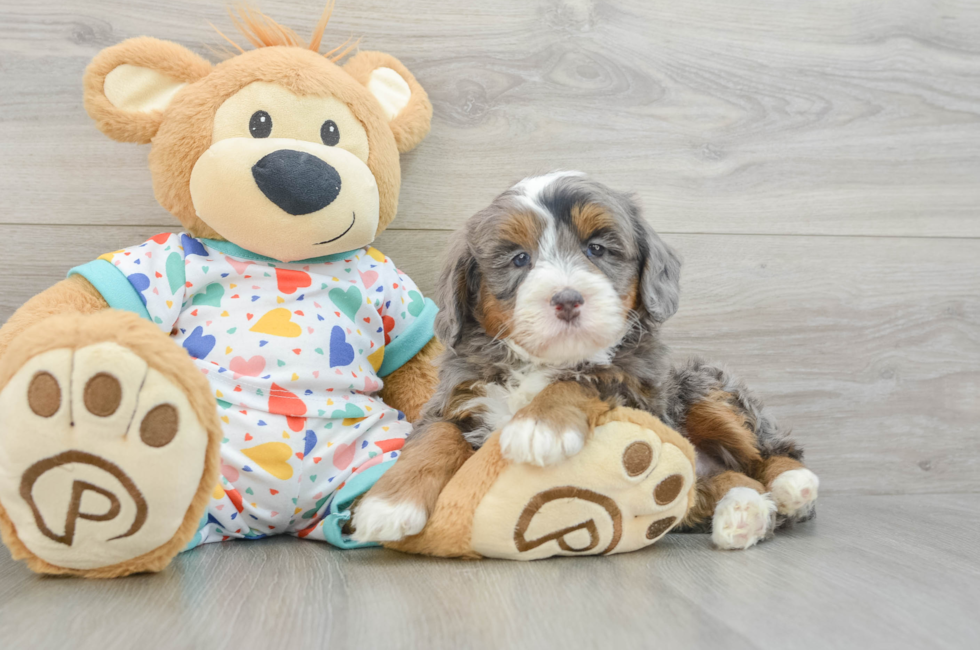 5 week old Mini Bernedoodle Puppy For Sale - Simply Southern Pups