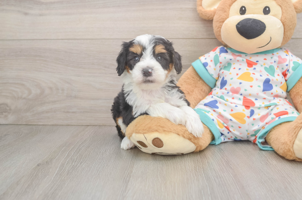 5 week old Mini Bernedoodle Puppy For Sale - Simply Southern Pups