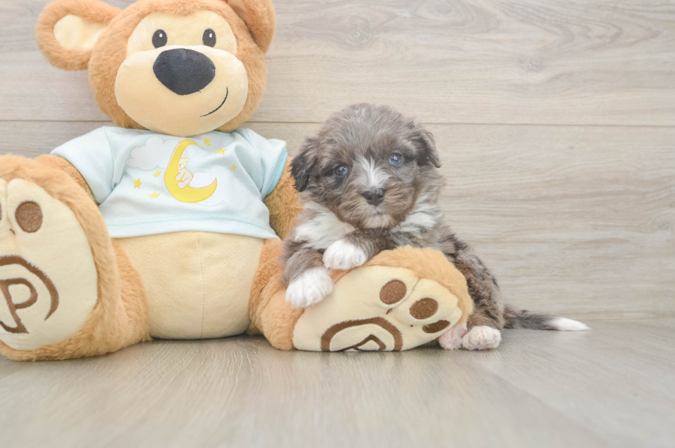 5 week old Mini Bernedoodle Puppy For Sale - Simply Southern Pups
