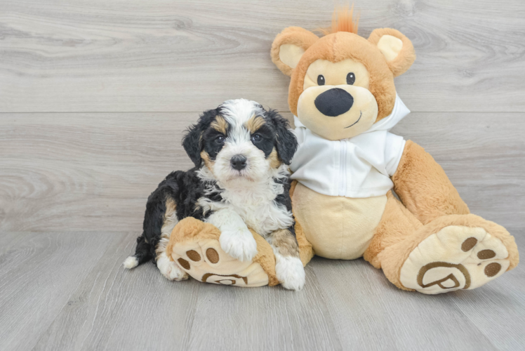 Cute Mini Bernedoodle Baby