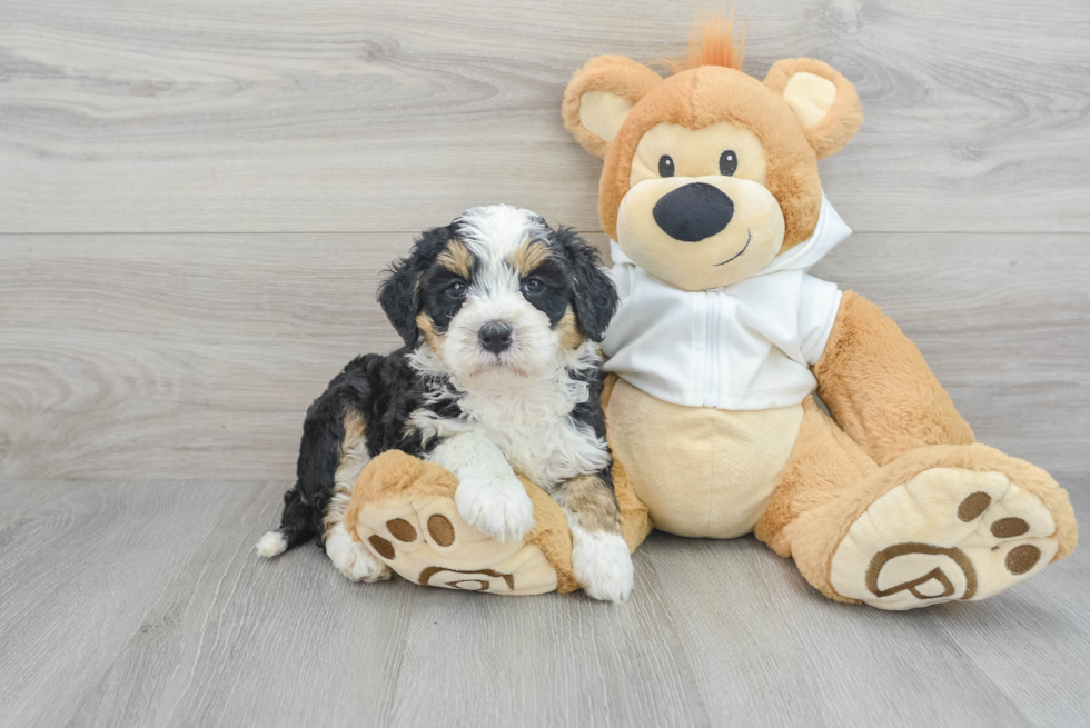 Cute Mini Bernedoodle Baby