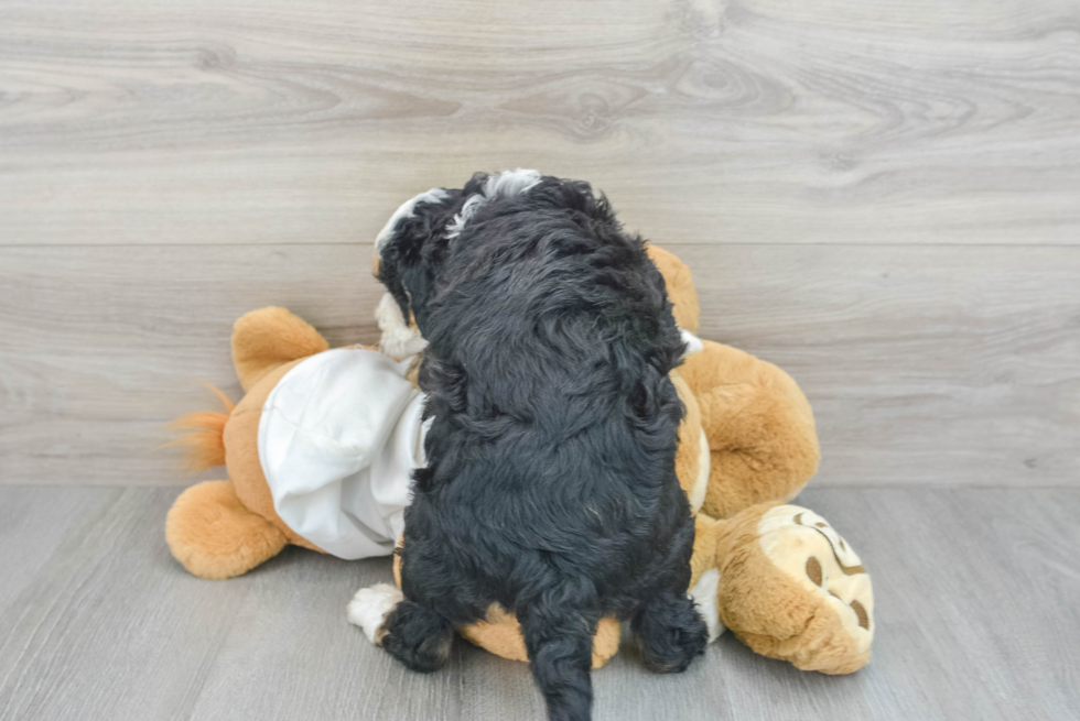 Popular Mini Bernedoodle Poodle Mix Pup