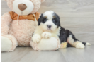 Mini Bernedoodle Pup Being Cute