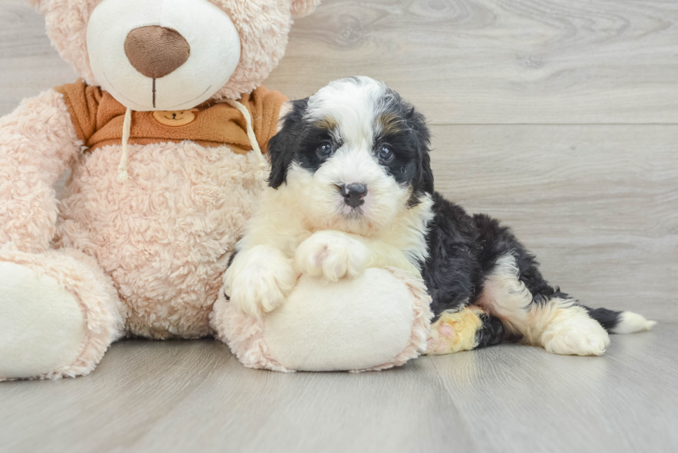 Mini Bernedoodle Pup Being Cute