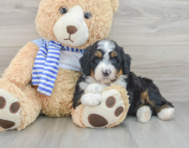 7 week old Mini Bernedoodle Puppy For Sale - Simply Southern Pups