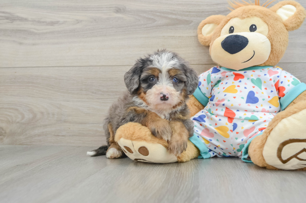 6 week old Mini Bernedoodle Puppy For Sale - Simply Southern Pups