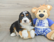 5 week old Mini Bernedoodle Puppy For Sale - Simply Southern Pups