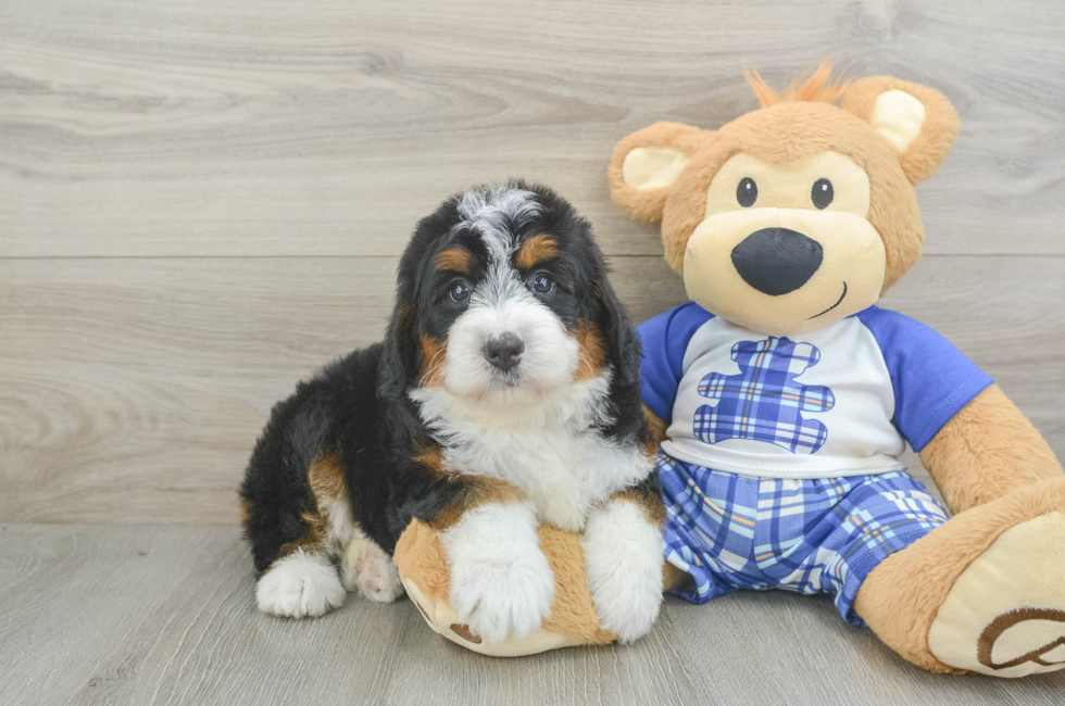 5 week old Mini Bernedoodle Puppy For Sale - Simply Southern Pups